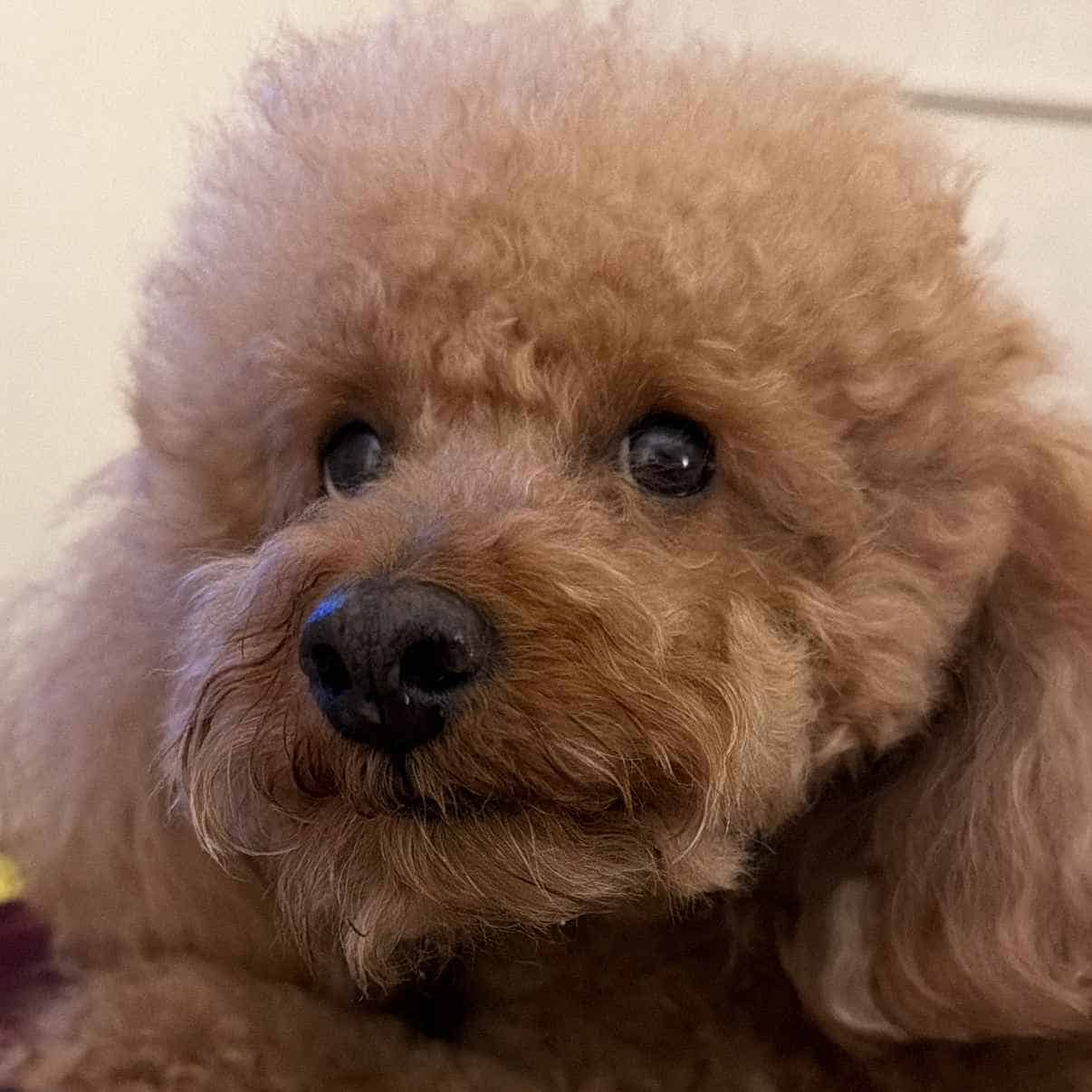 Thumbnail - Stanza singola con bagno privato