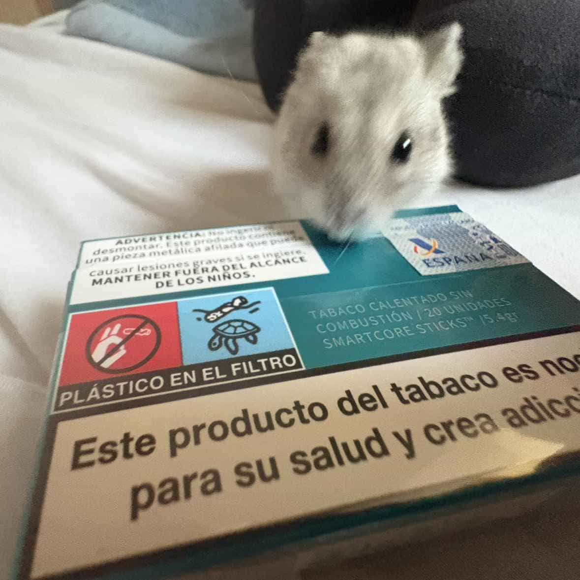 Immagine principale: cerco trilocale pavia