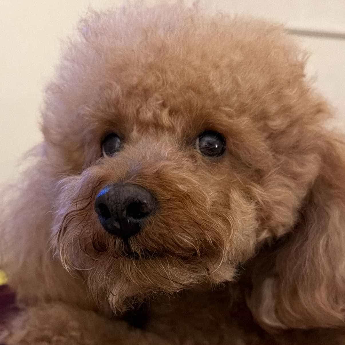 Immagine principale: Stanza singola con bagno privato