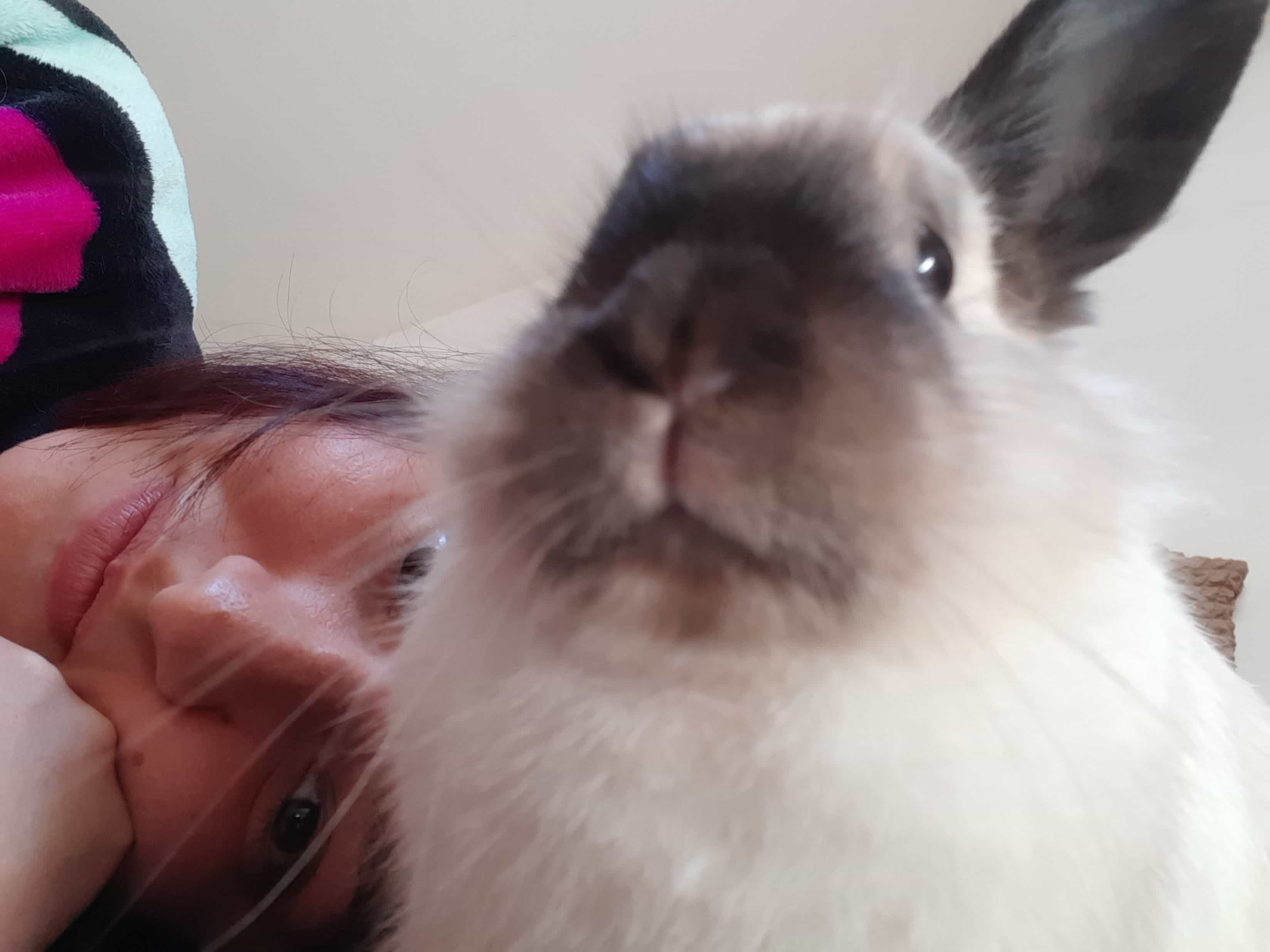 Immagine principale: 🏠 CERCO STANZA PER ME E STARBUX 🐰