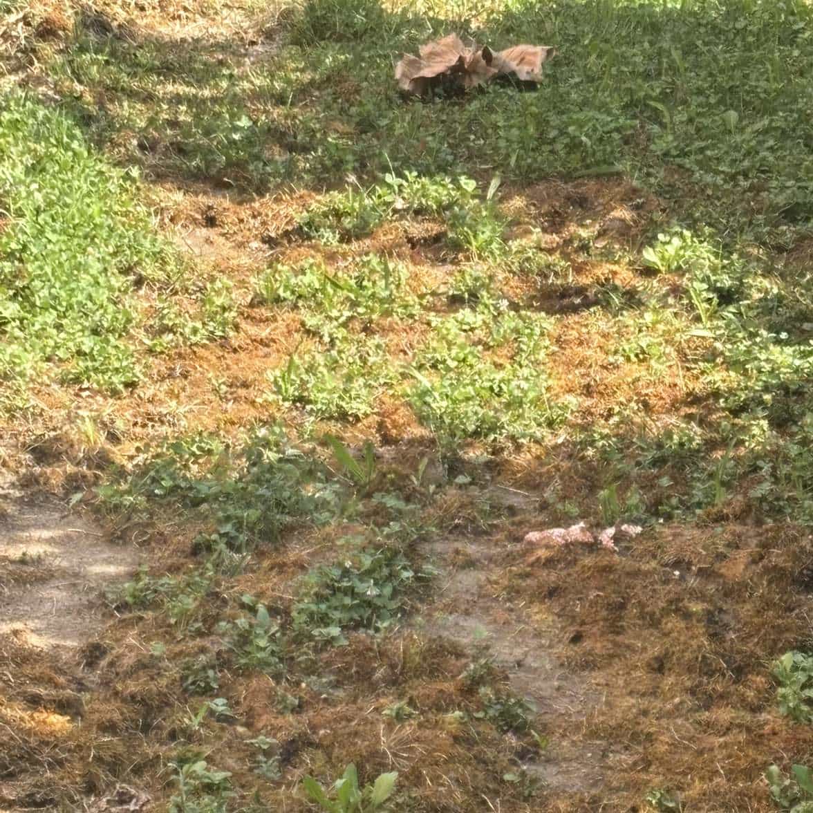 Immagine principale: Cerco Casa con Giardino